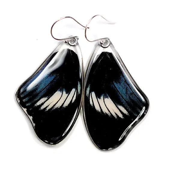 Hypolimnas Monteironis Scarce Blue Diadem