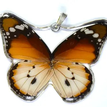 Whole Butterfly Pendant African Monarch Butterfly