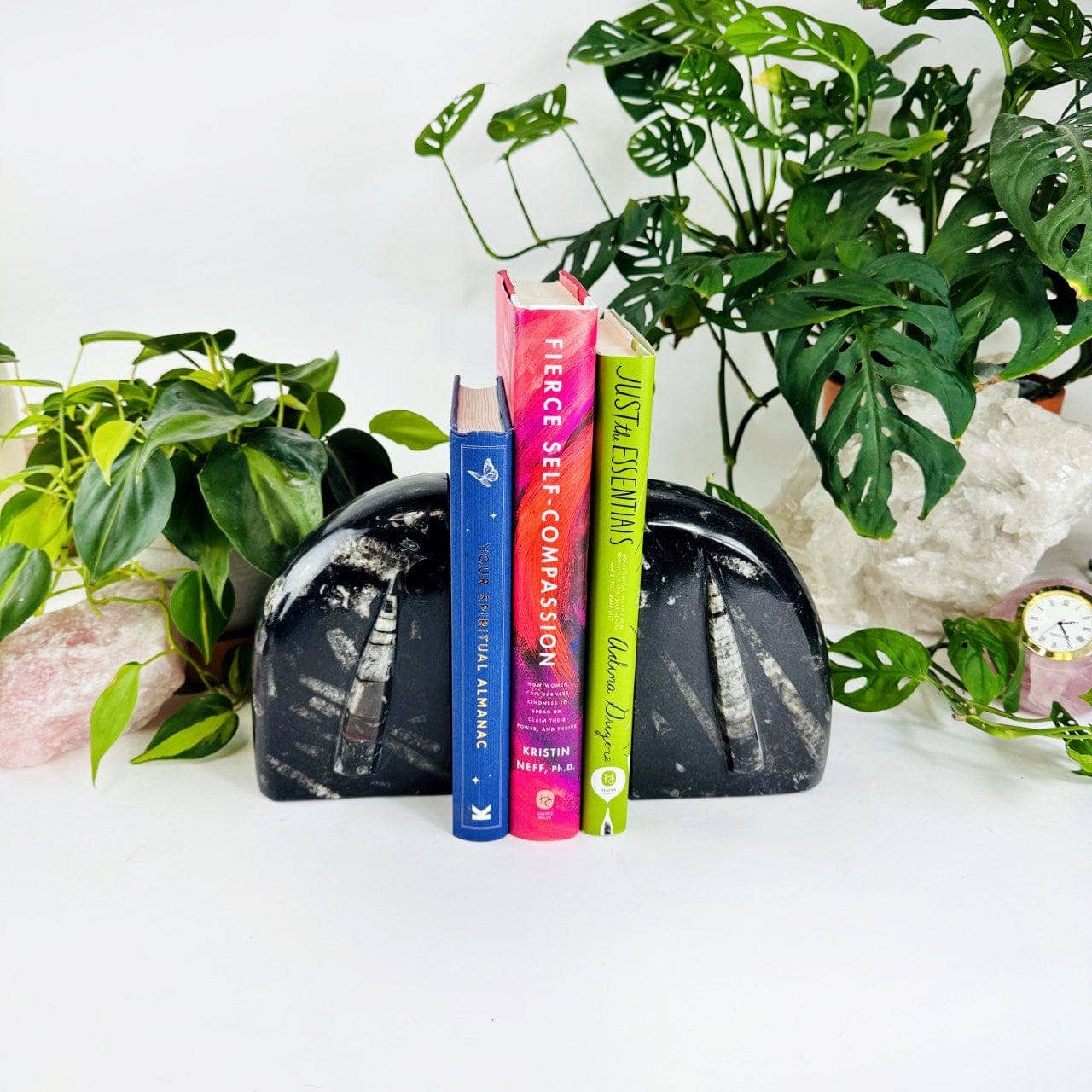 Orthoceras and Ammonite Fossil Bookends: Ammonite Black Rounded