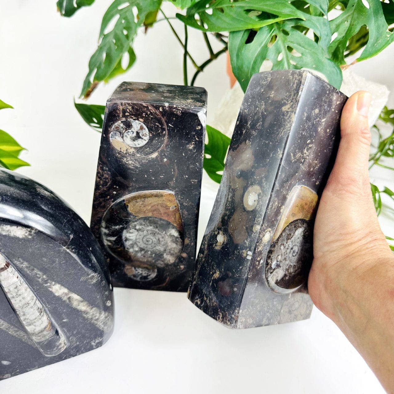 Orthoceras and Ammonite Fossil Bookends: Ammonite Black Rounded