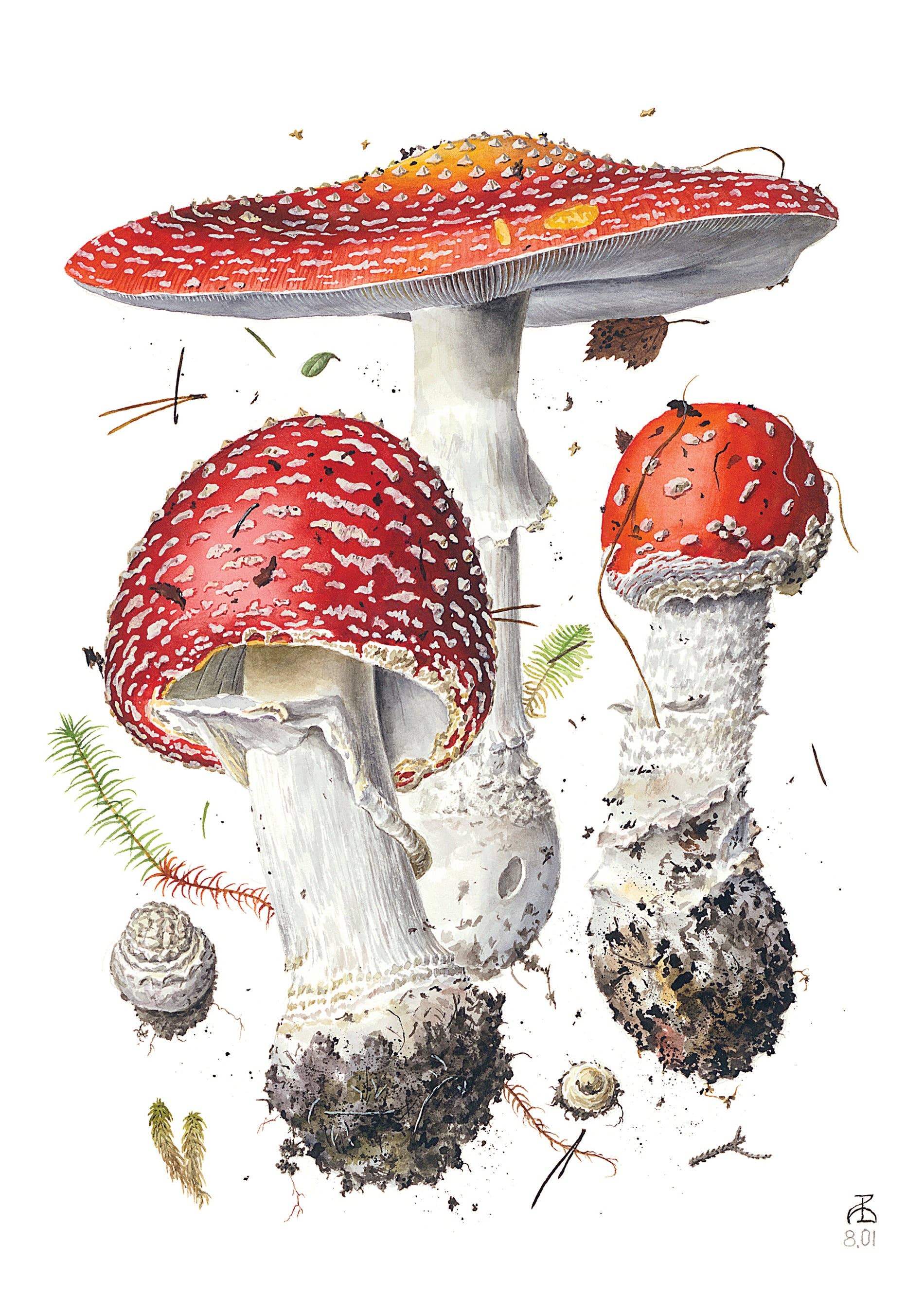 Mushrooms Cards