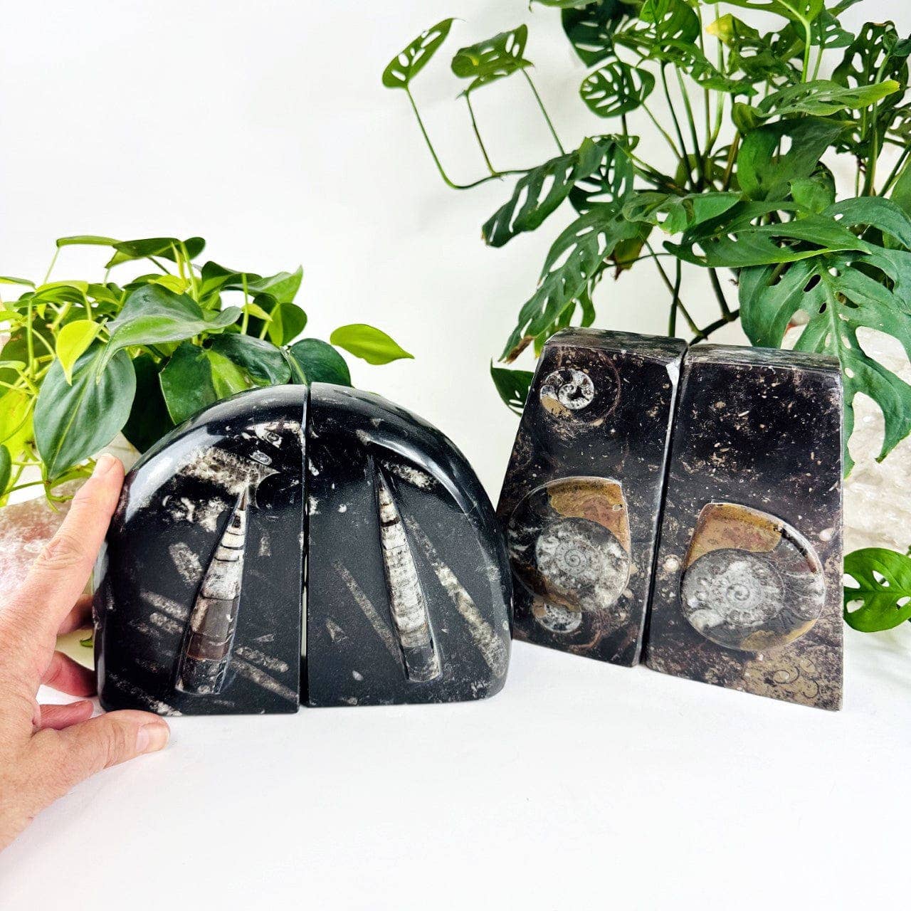 Orthoceras and Ammonite Fossil Bookends: Ammonite Black Rounded