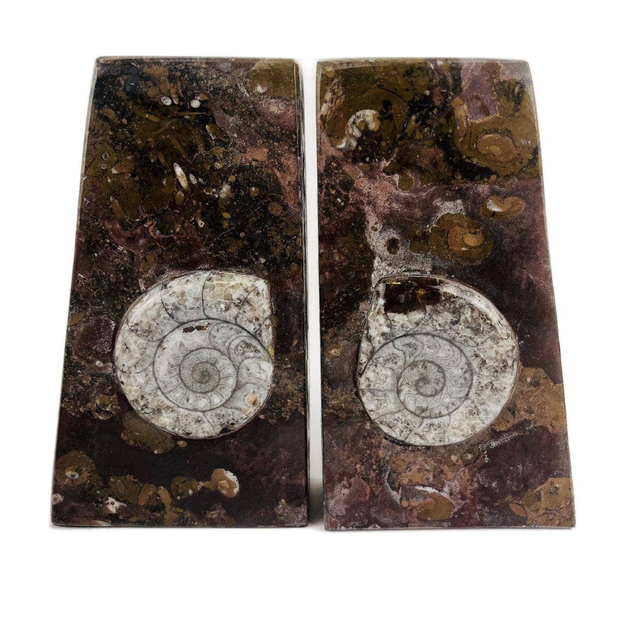 Orthoceras and Ammonite Fossil Bookends: Ammonite Black Rounded