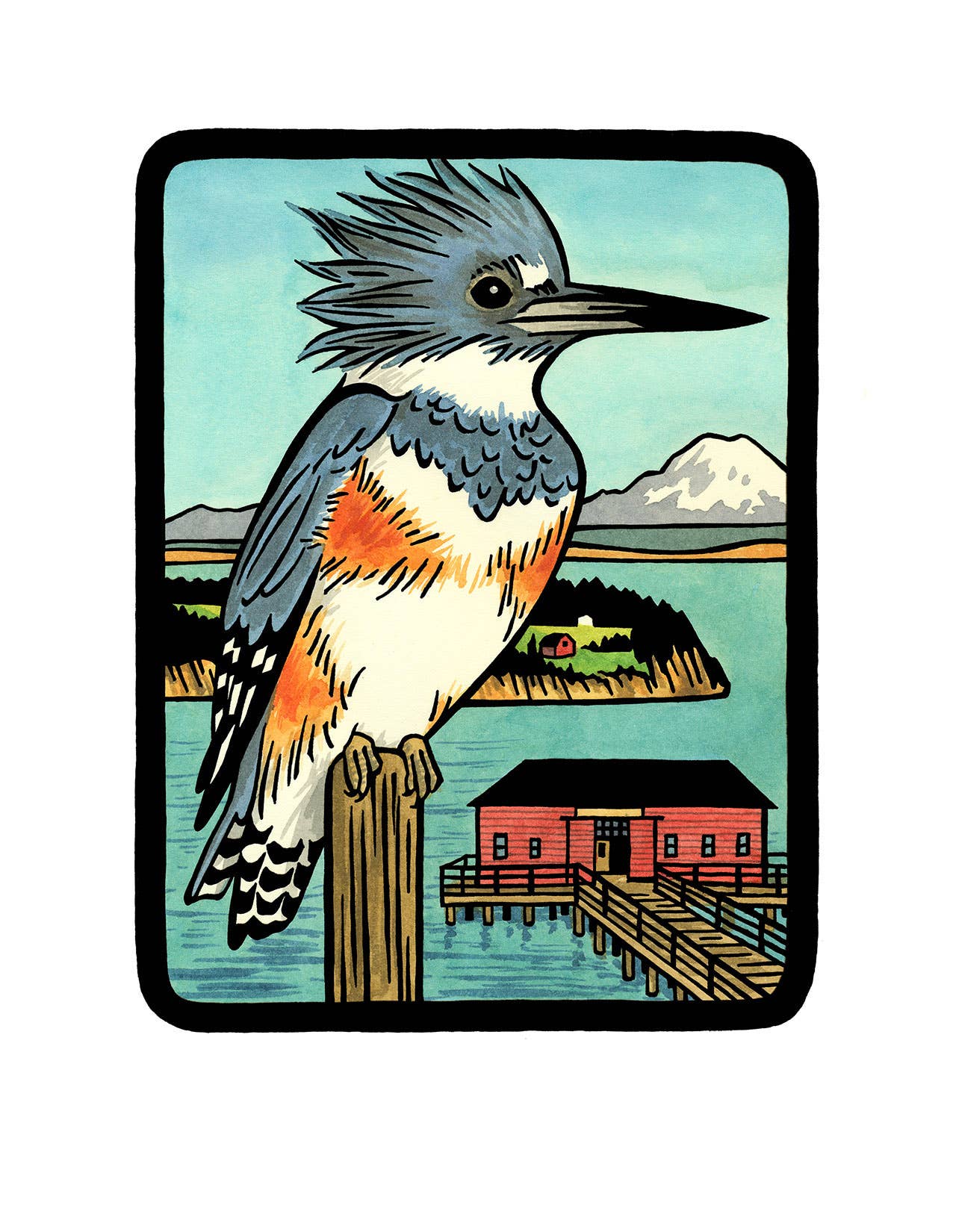 Belted Kingfisher Card: Individual