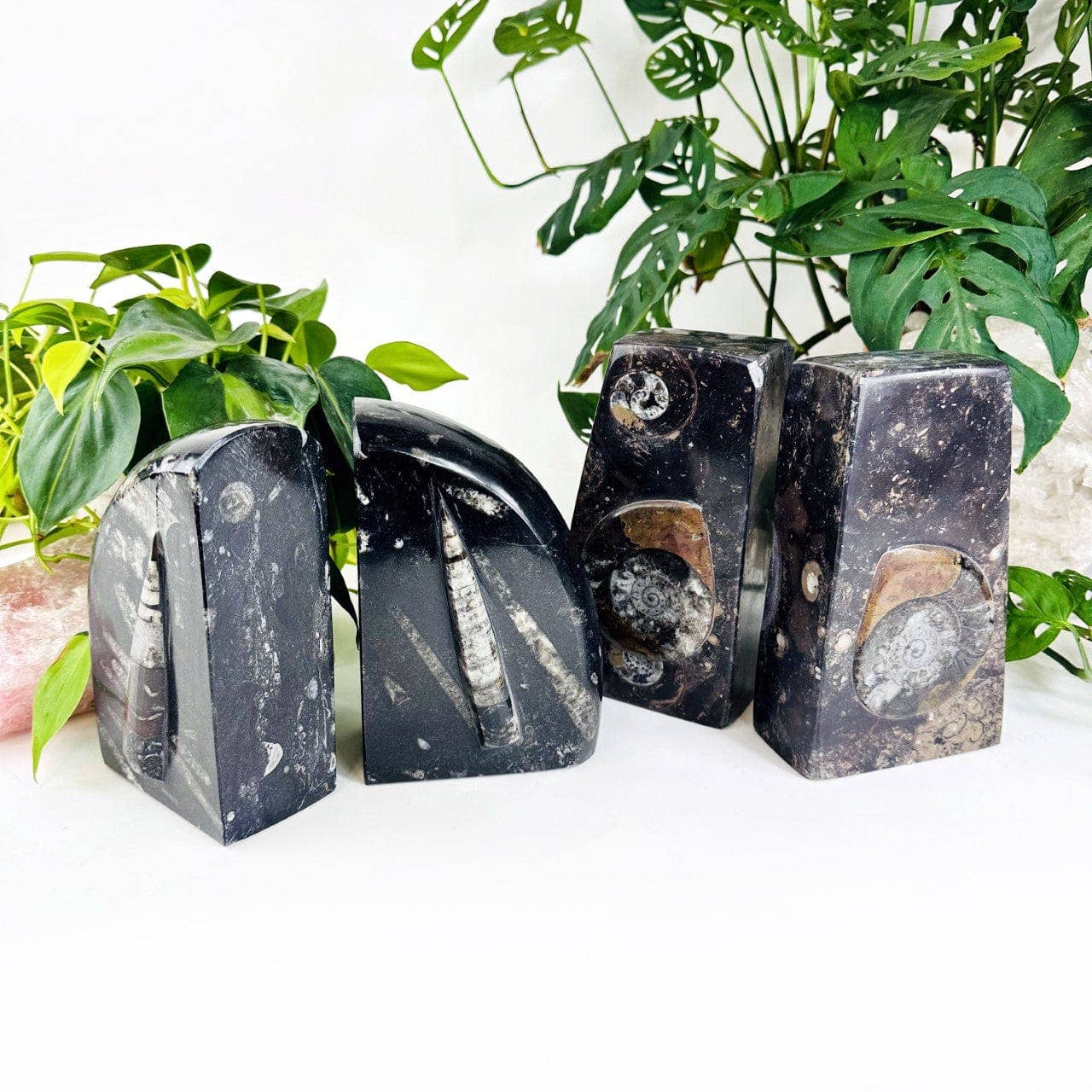 Orthoceras and Ammonite Fossil Bookends: Ammonite Black Rounded
