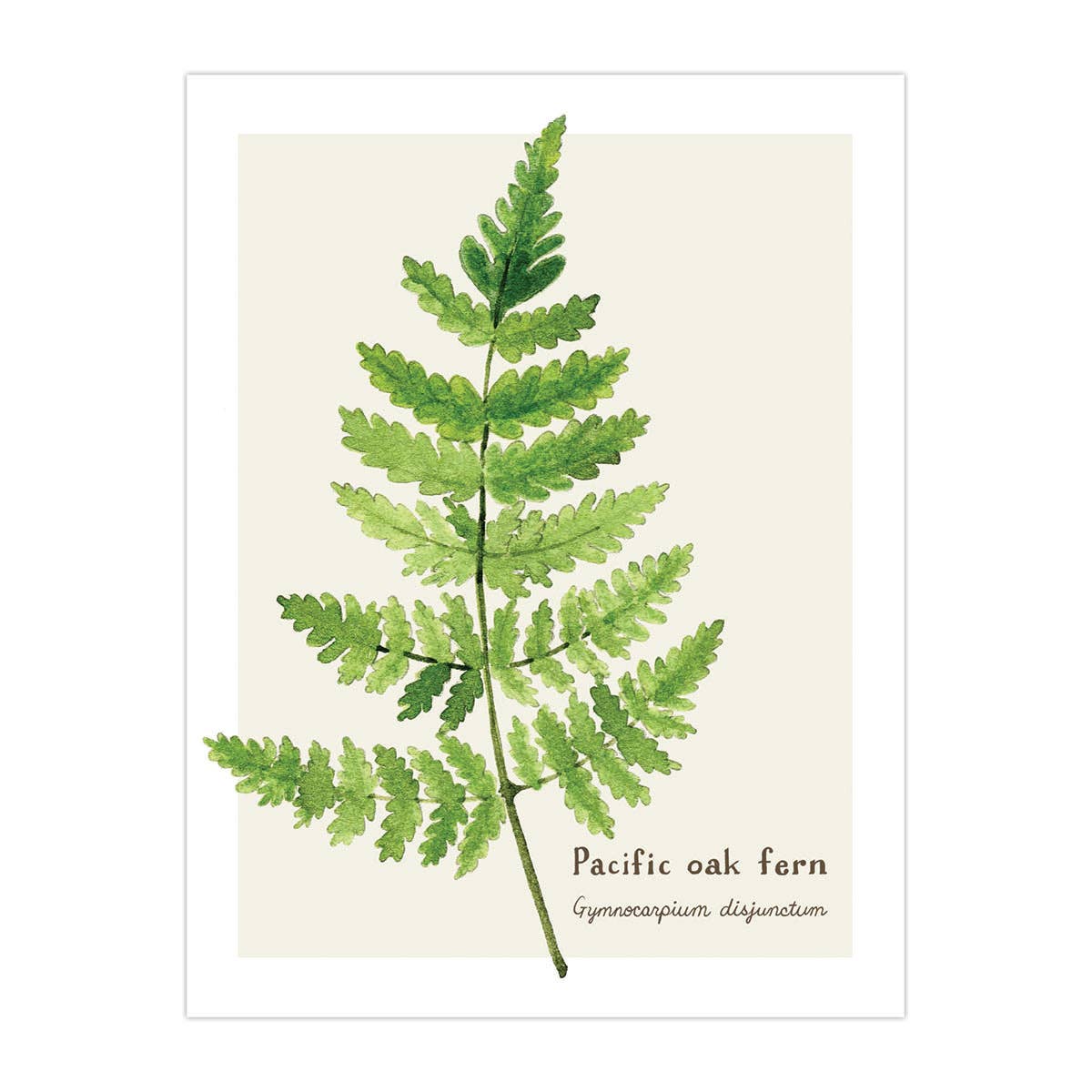 Fern Card - Botanical Everyday Greeting Card