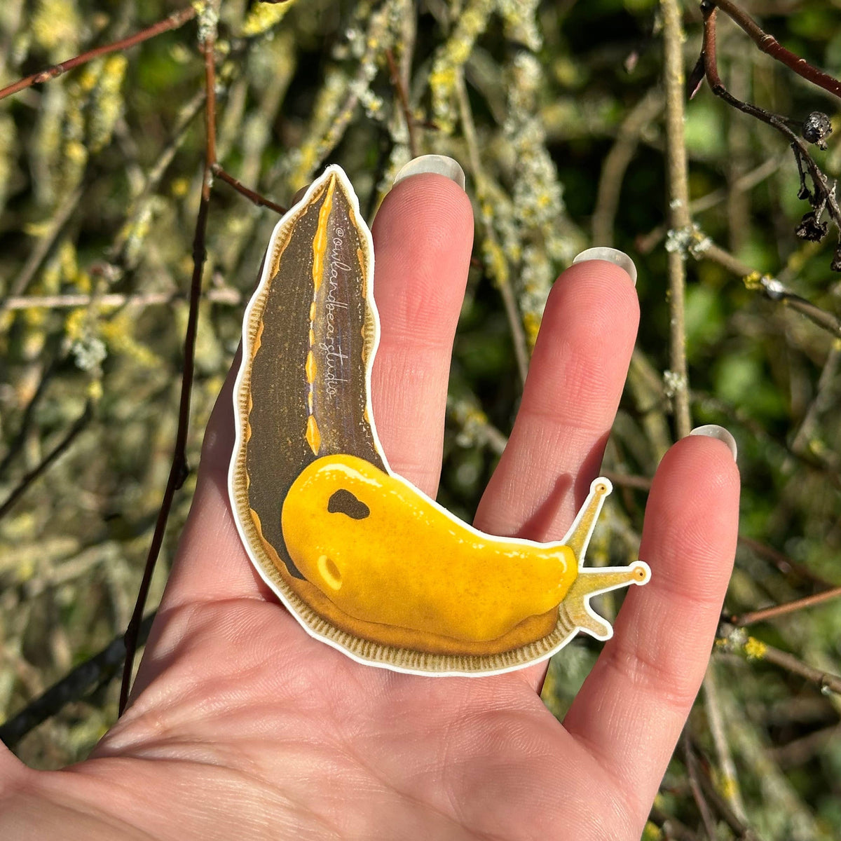Pacific Banana Slug Sticker - Black Body (Eco Vinyl)