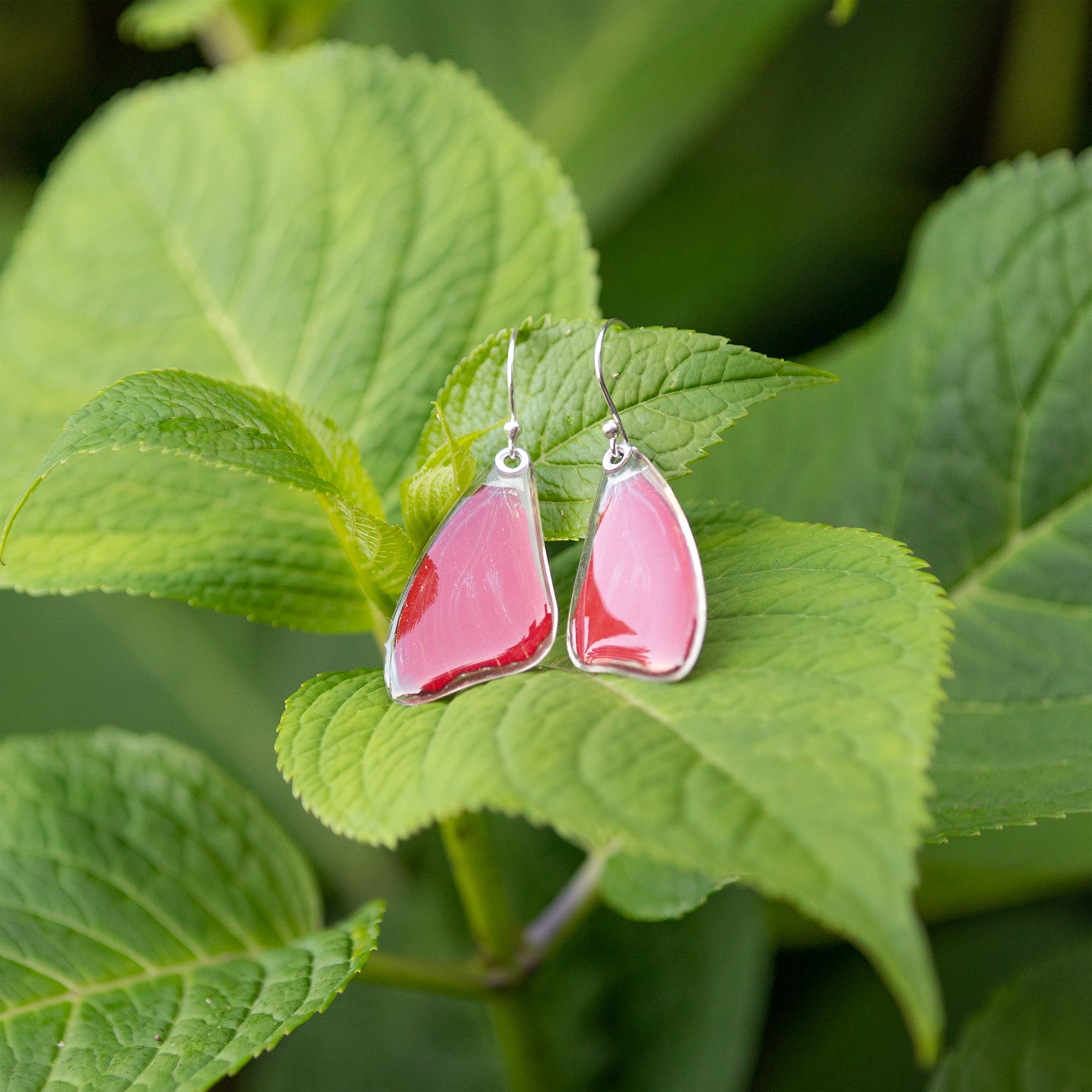 Cymothoe Sangaris Orange/Red Butterfly