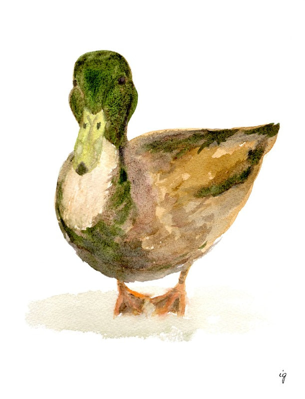 Mallard Greeting Card