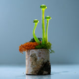 Miniature Mushroom Glass Sculptures