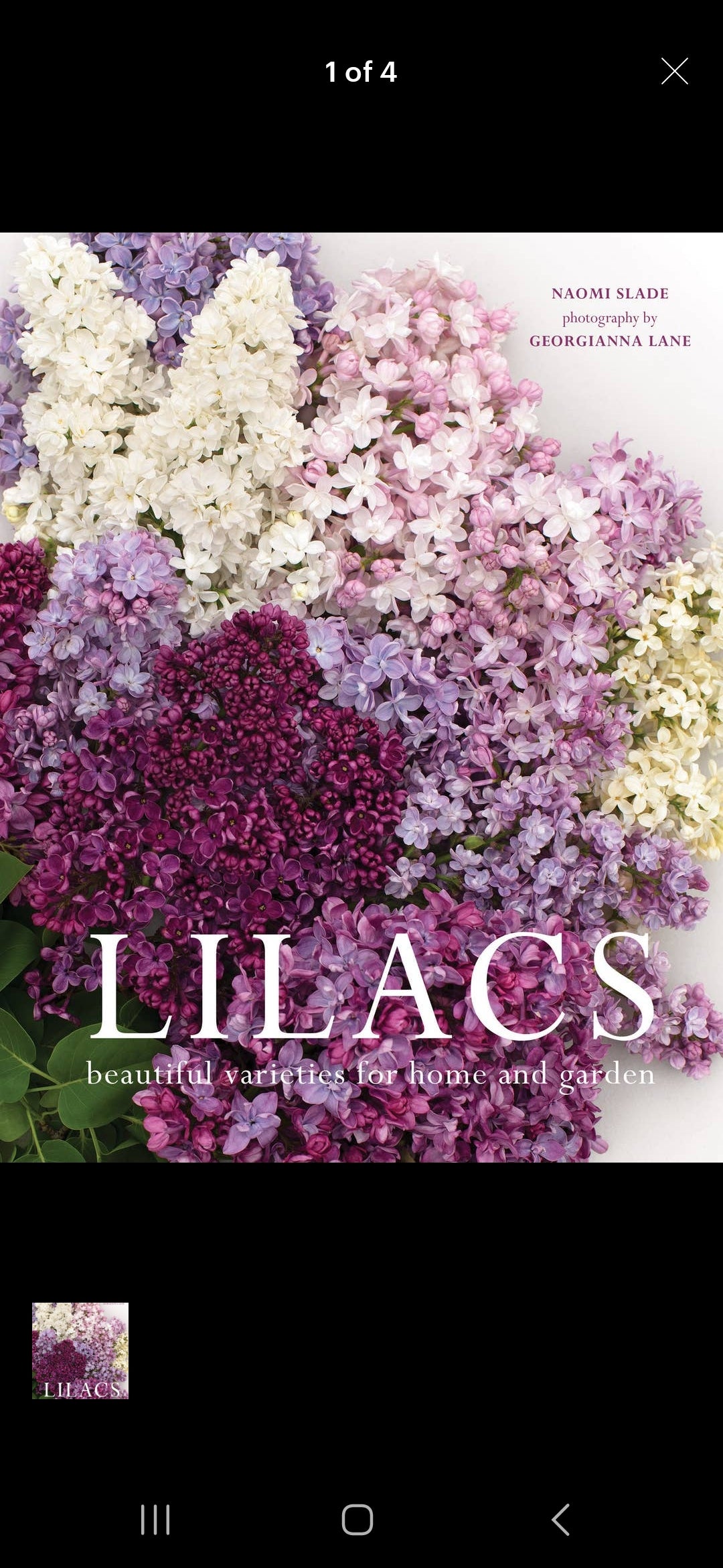 Lilacs