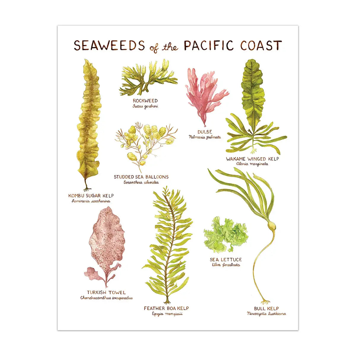 Seaweeds of the Pacific Northwest Art Print