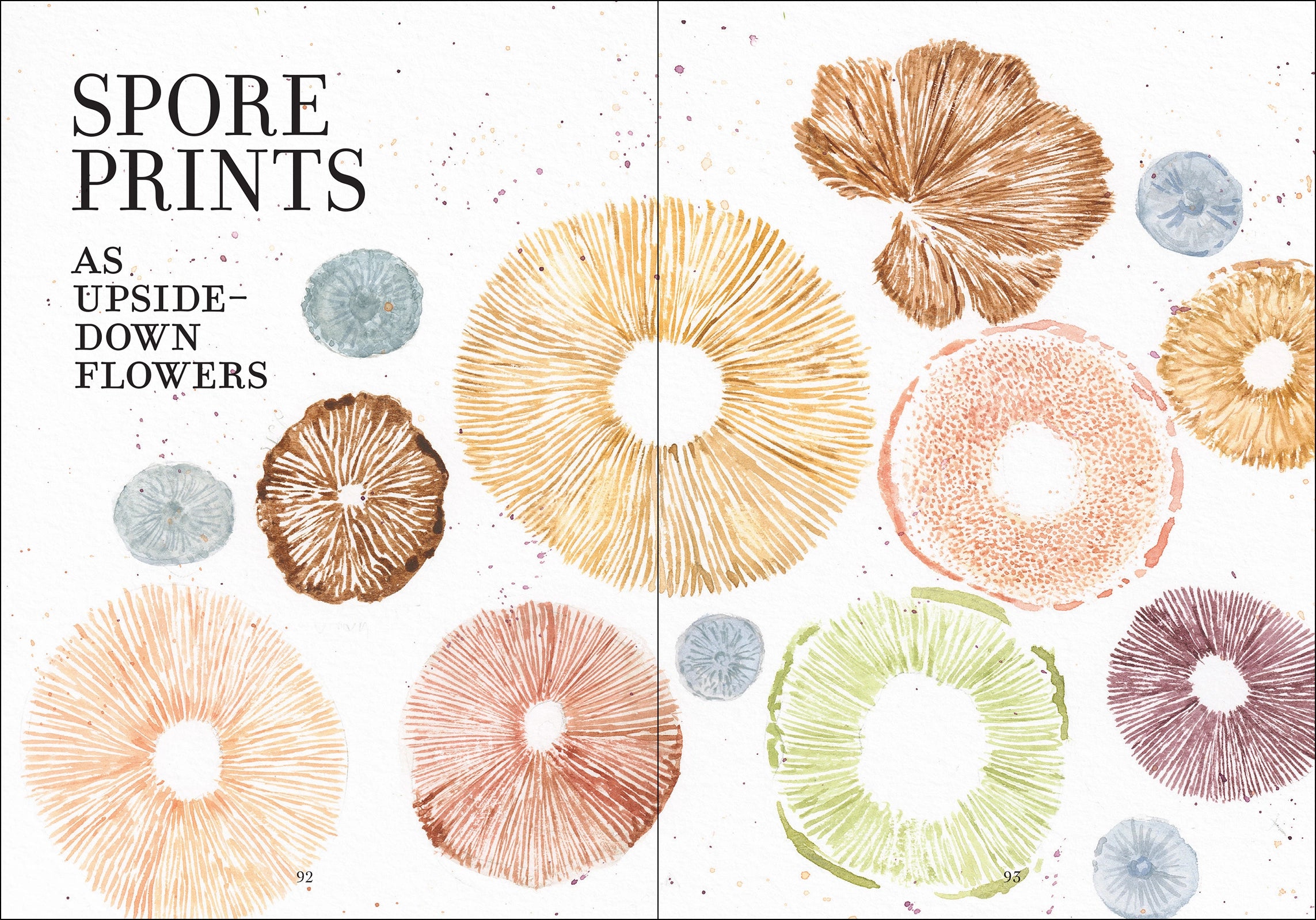 The Wonder of Mushrooms - The Mysterious World of Fungi