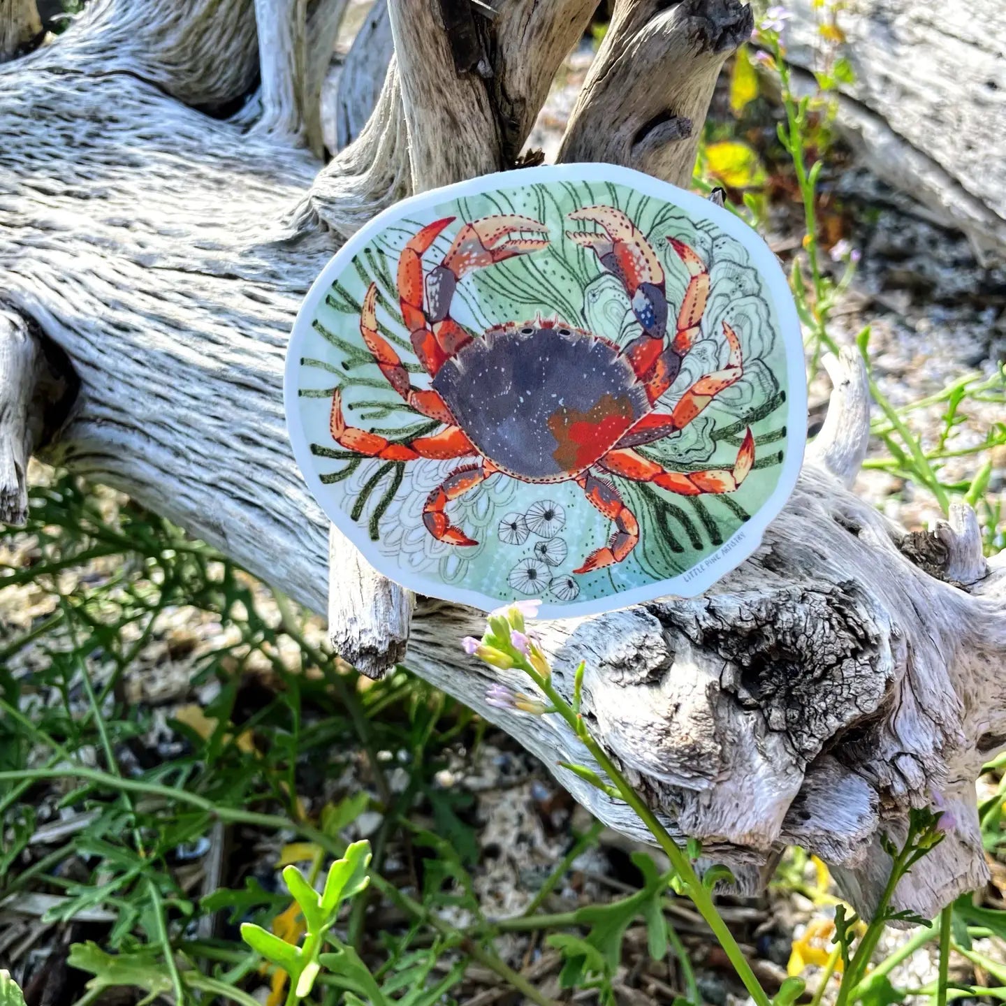 Tide Pool Sticker