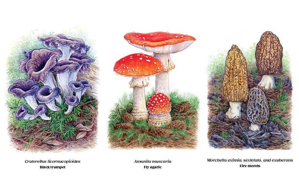 Field Notes from a Fungi Forager