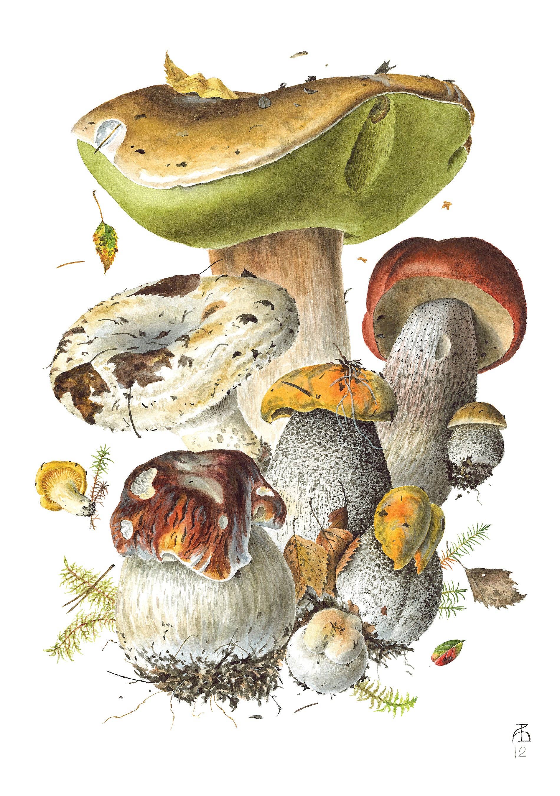 Mushrooms Cards