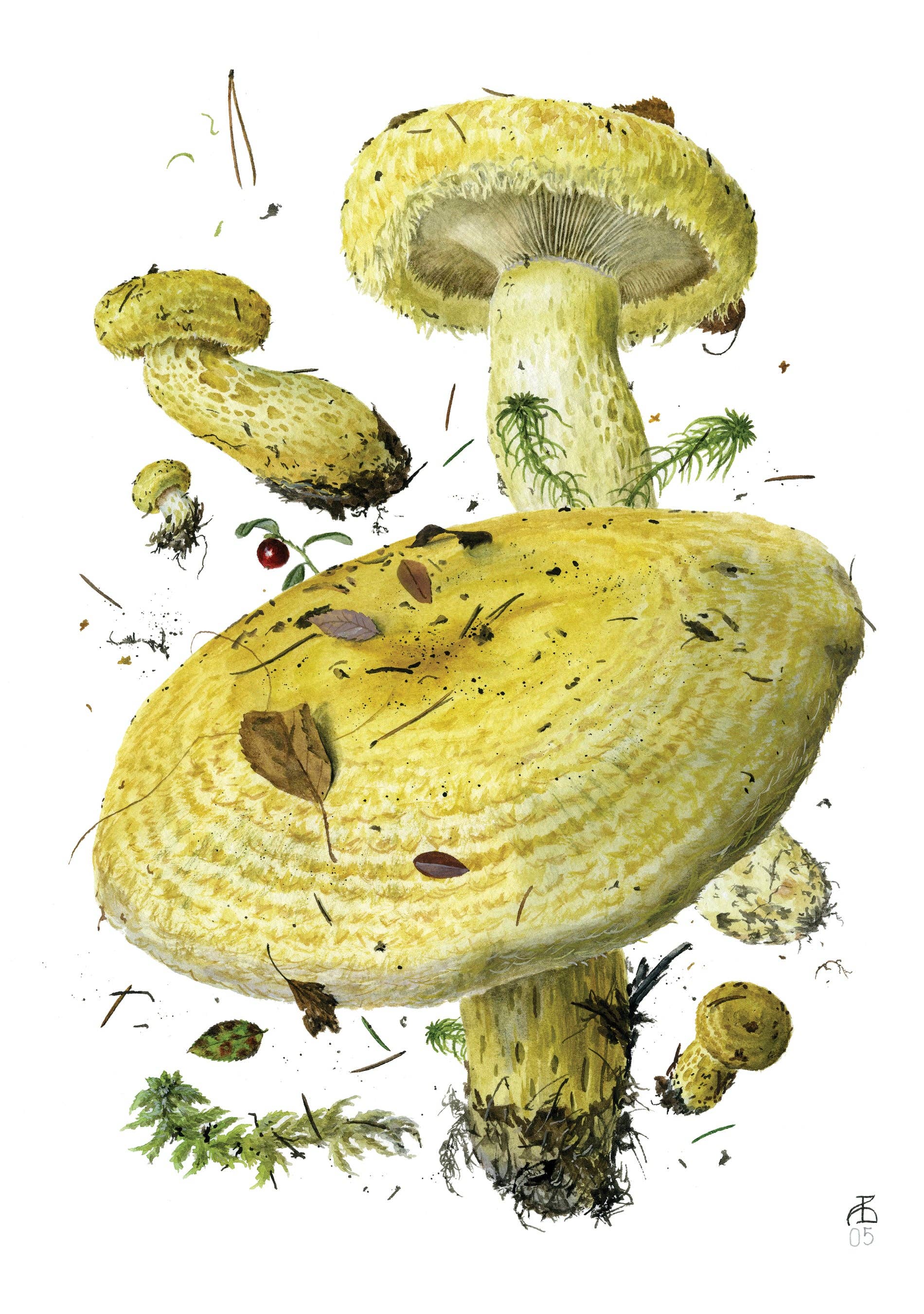 Mushrooms Cards