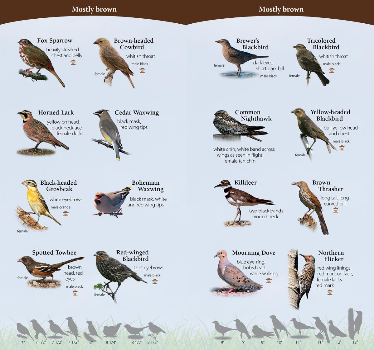 Birds of Northwest Quick Guide