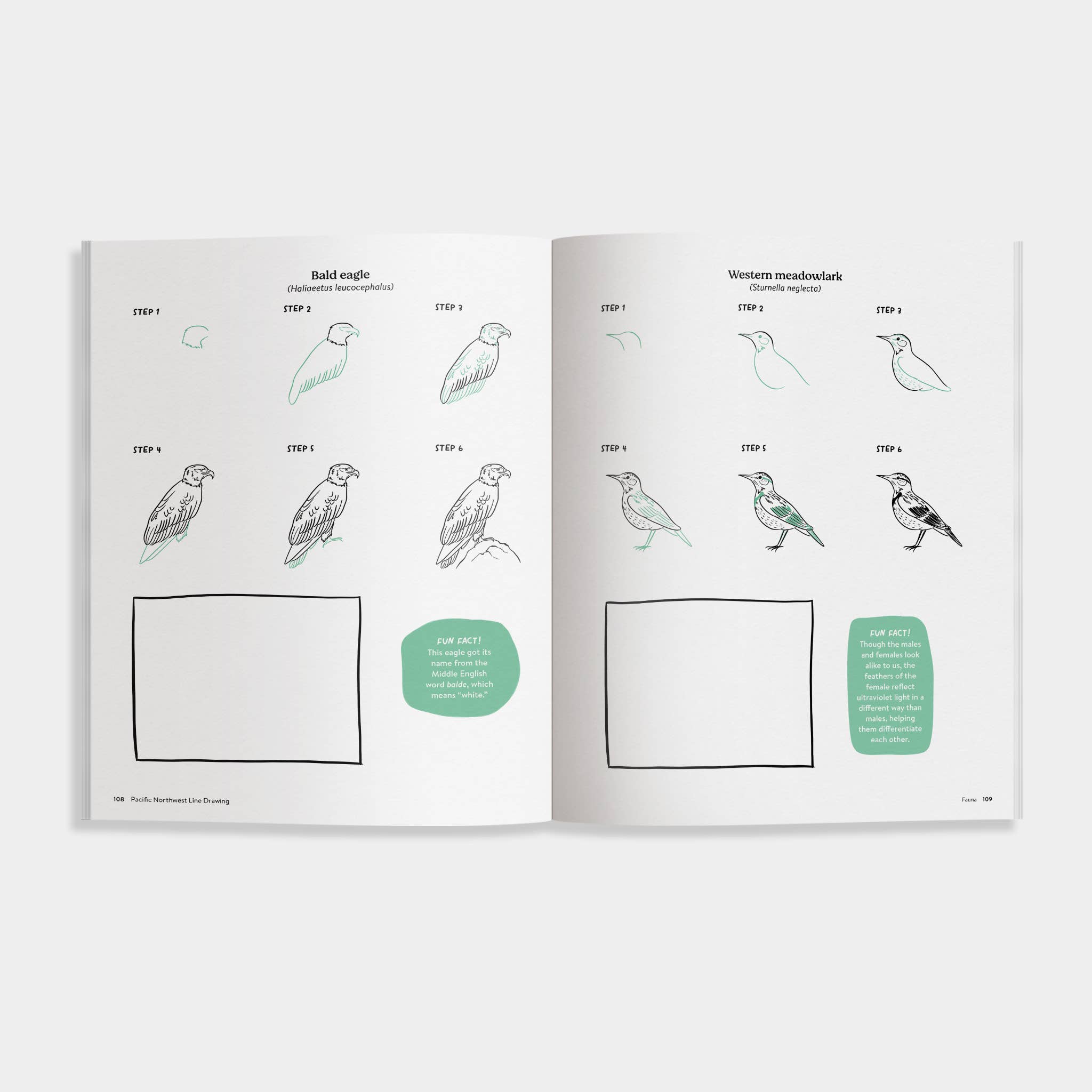 Pacific Northwest How to Draw Book (Trees, Flowers and More)