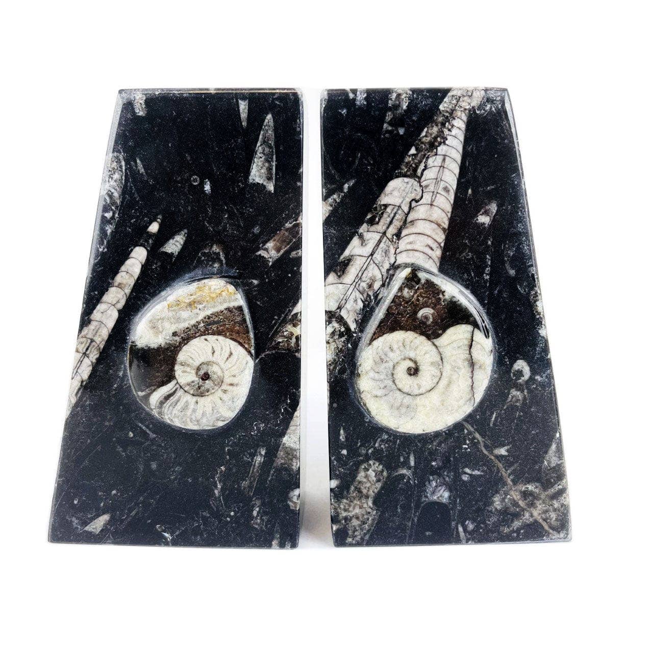Orthoceras and Ammonite Fossil Bookends: Ammonite Black Rounded
