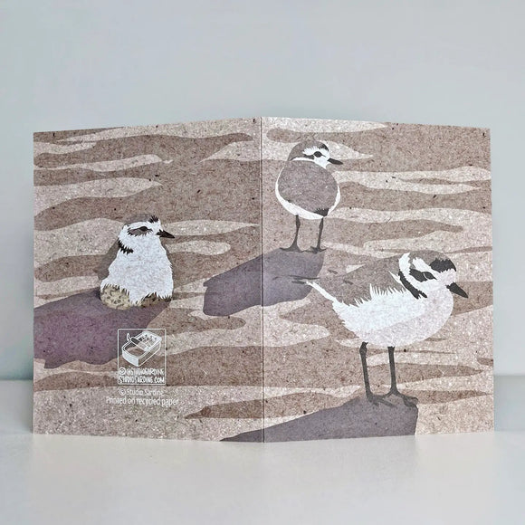 Snowy Plover Blank Greeting Card
