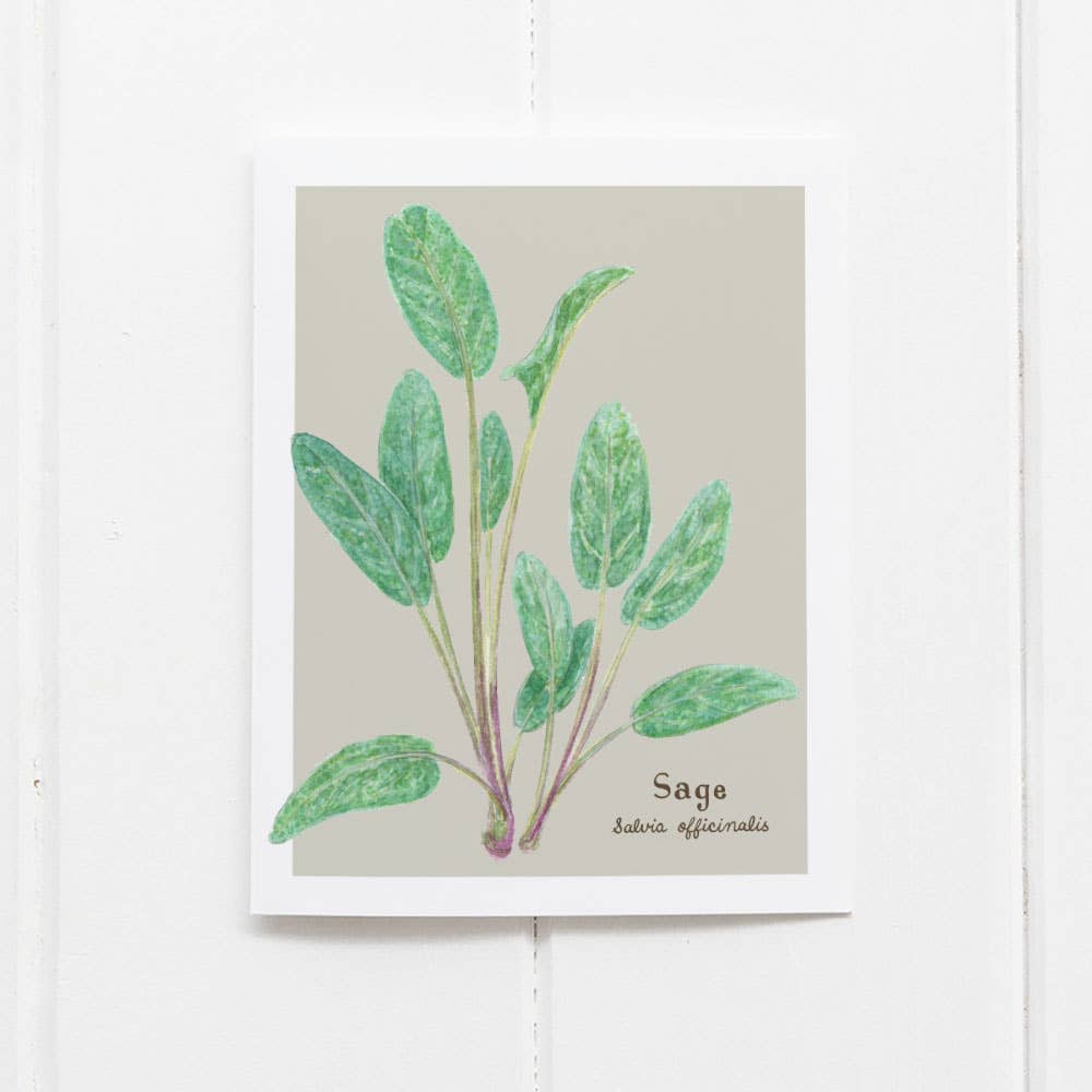 Sage Card - Botanical Herb - Everyday Greeting Card