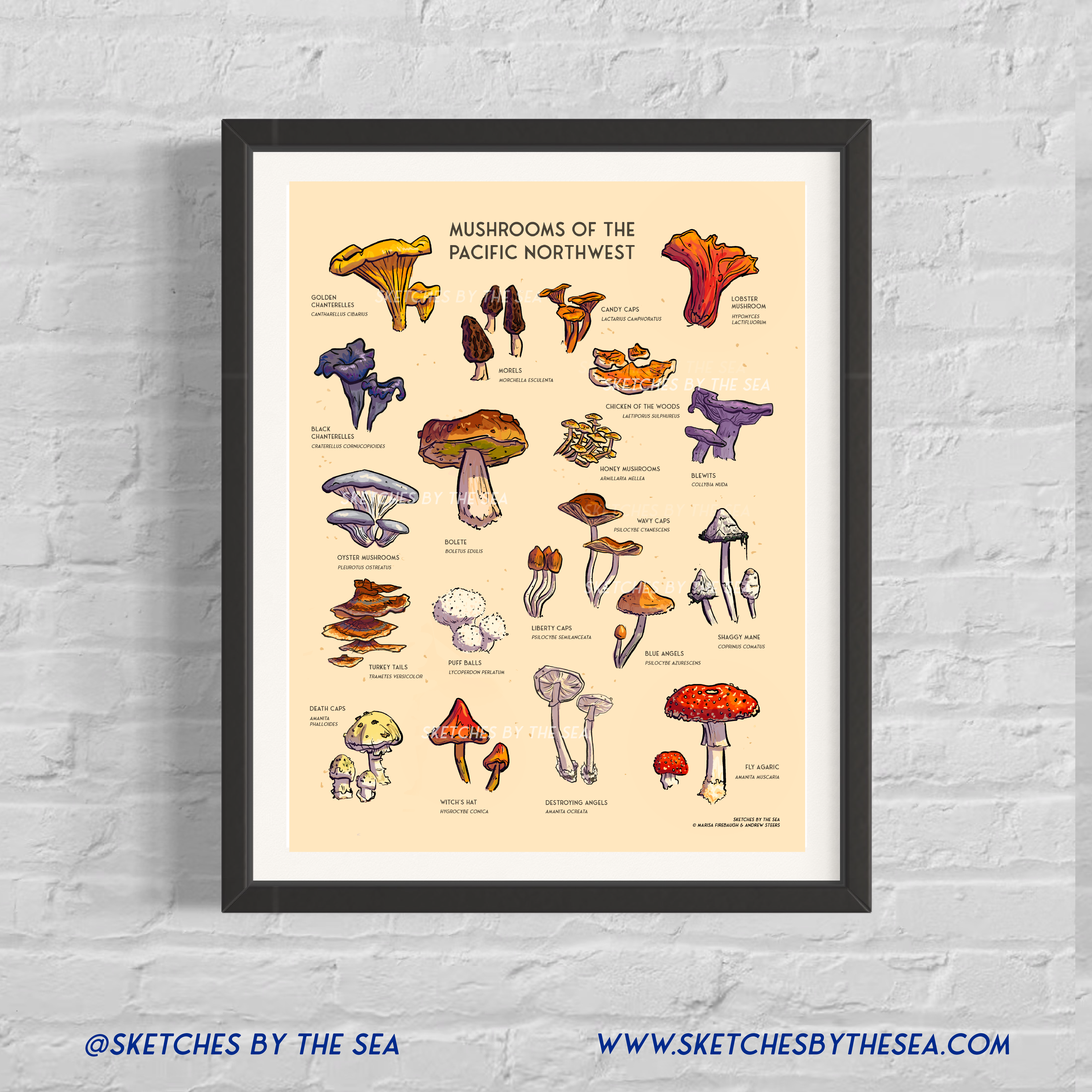 Pacific Northwest Mushroom Poster; Hand Illustrated.: 11" x 14"