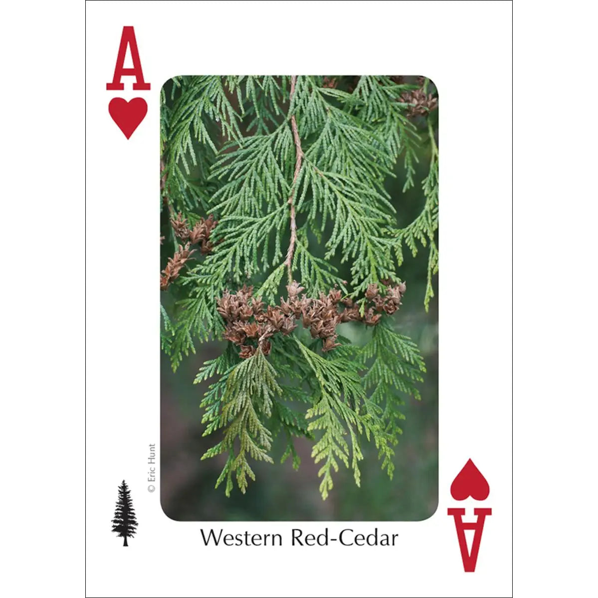 Trees of Northwest Playing Cards