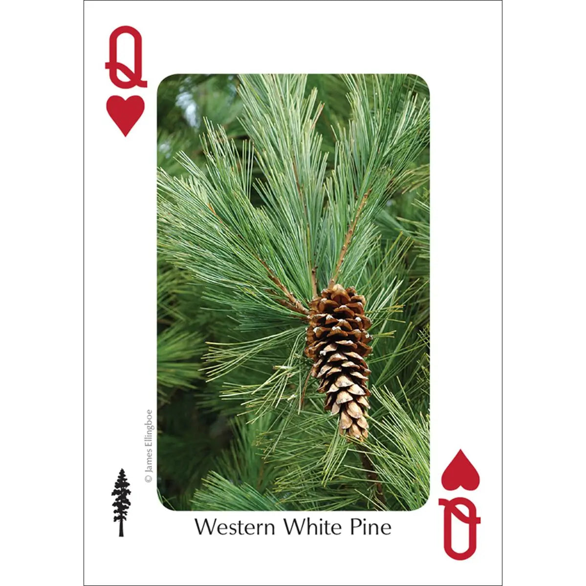 Trees of Northwest Playing Cards
