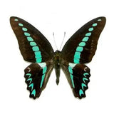 Graphium Serpedon Bluebottle Butterfly