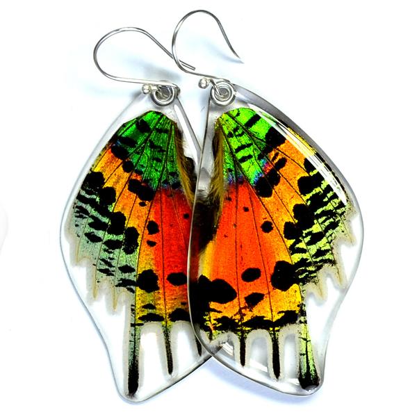 Madagascan sunset moth Butterfly Earrings