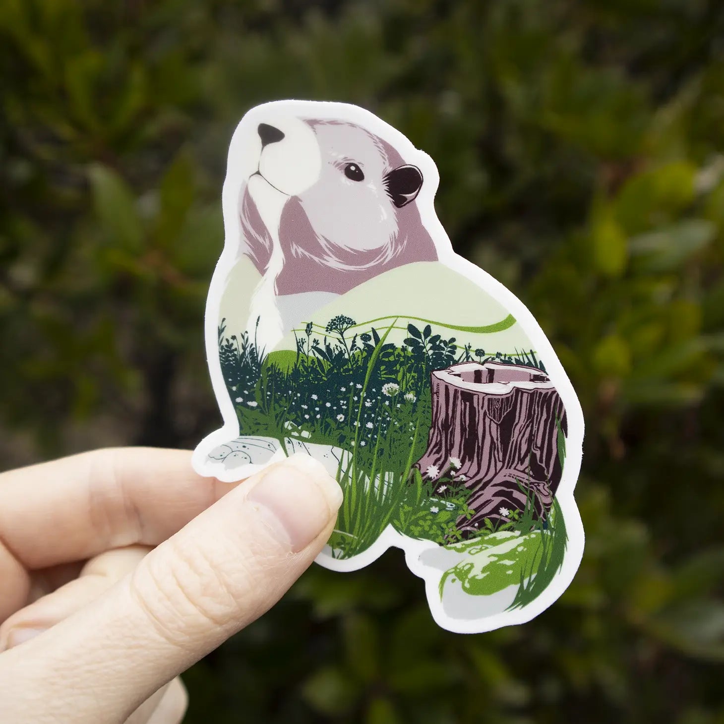 Coastal Creatures - Vancouver Island Marmot