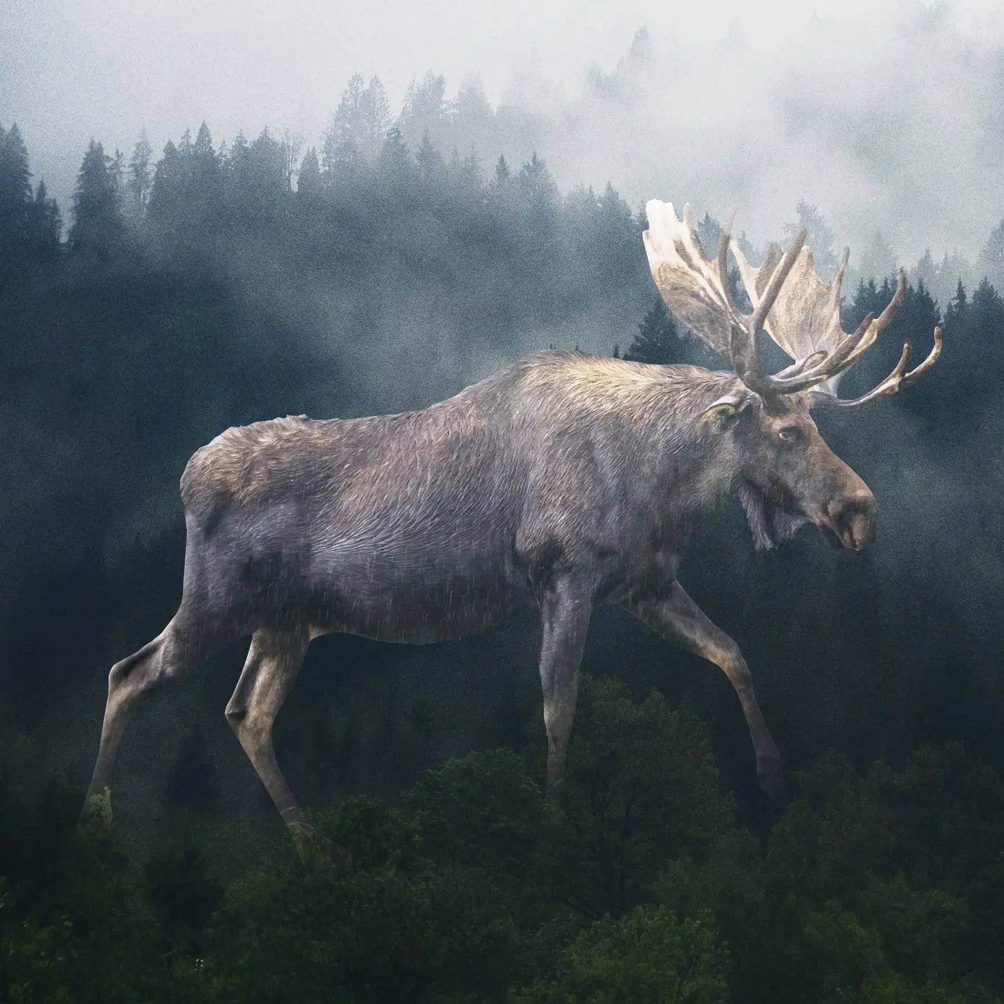 Forest Moose Art