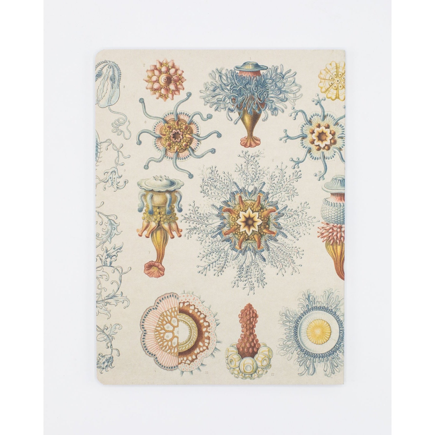 Haeckel Jellyfish Softcover