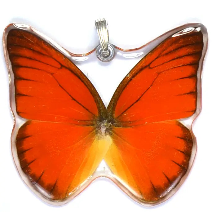 Orange Albatross Whole Butterfly Pendant