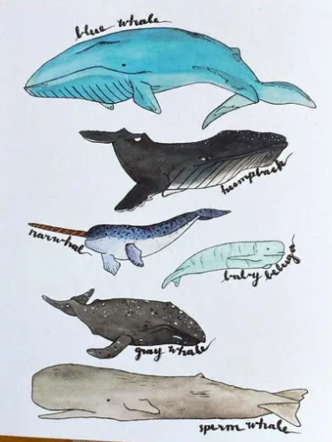 Whale Card