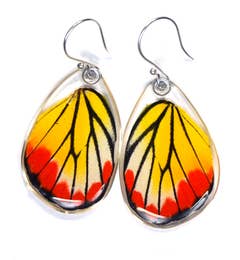 Delias Hyparete Painted Jezabel Butterfly Earrings