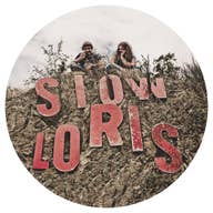 Slow Loris