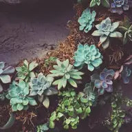 SuperMoss