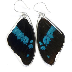 Papilio Oribazus Blue Swallowtail