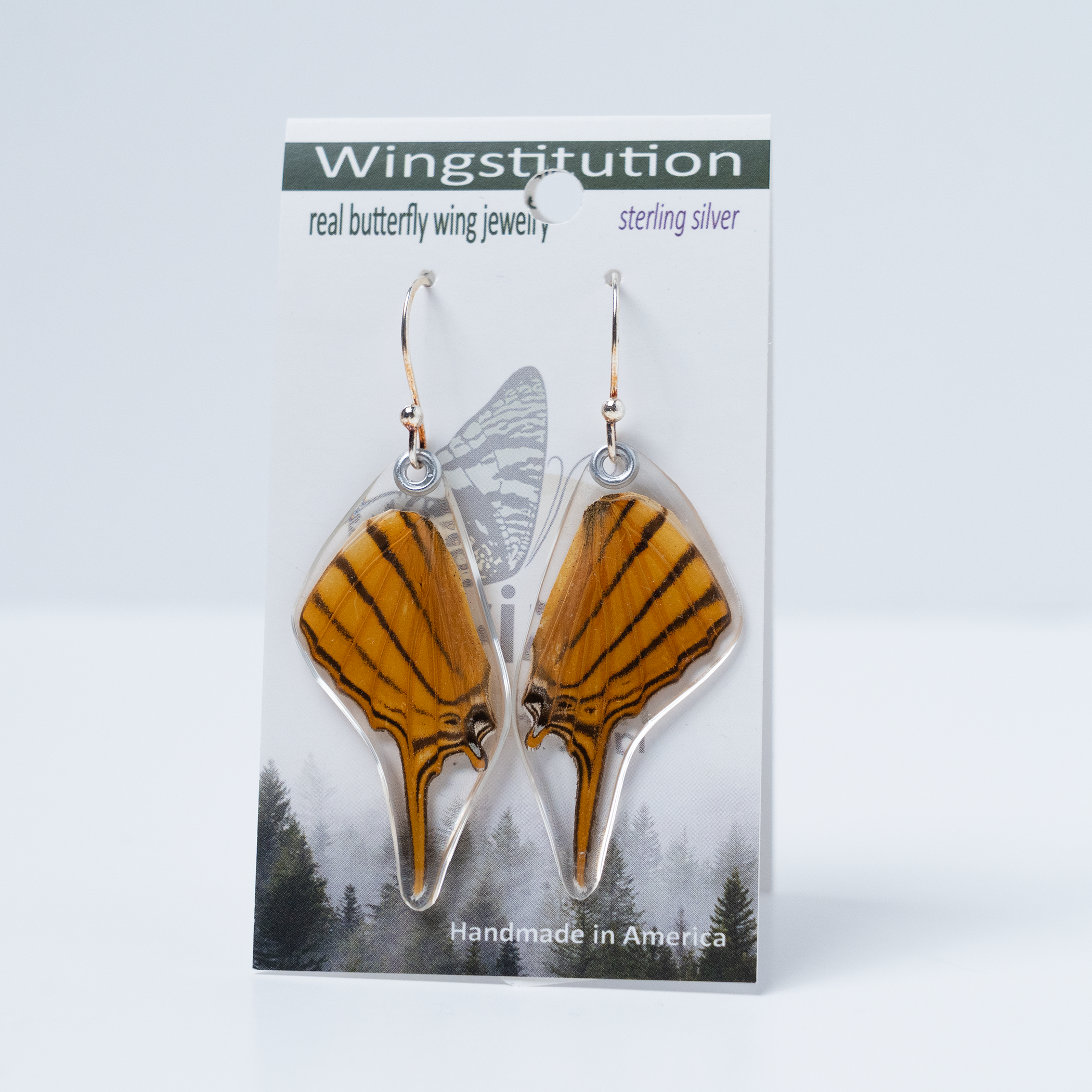 Orange Daggerwing 0315