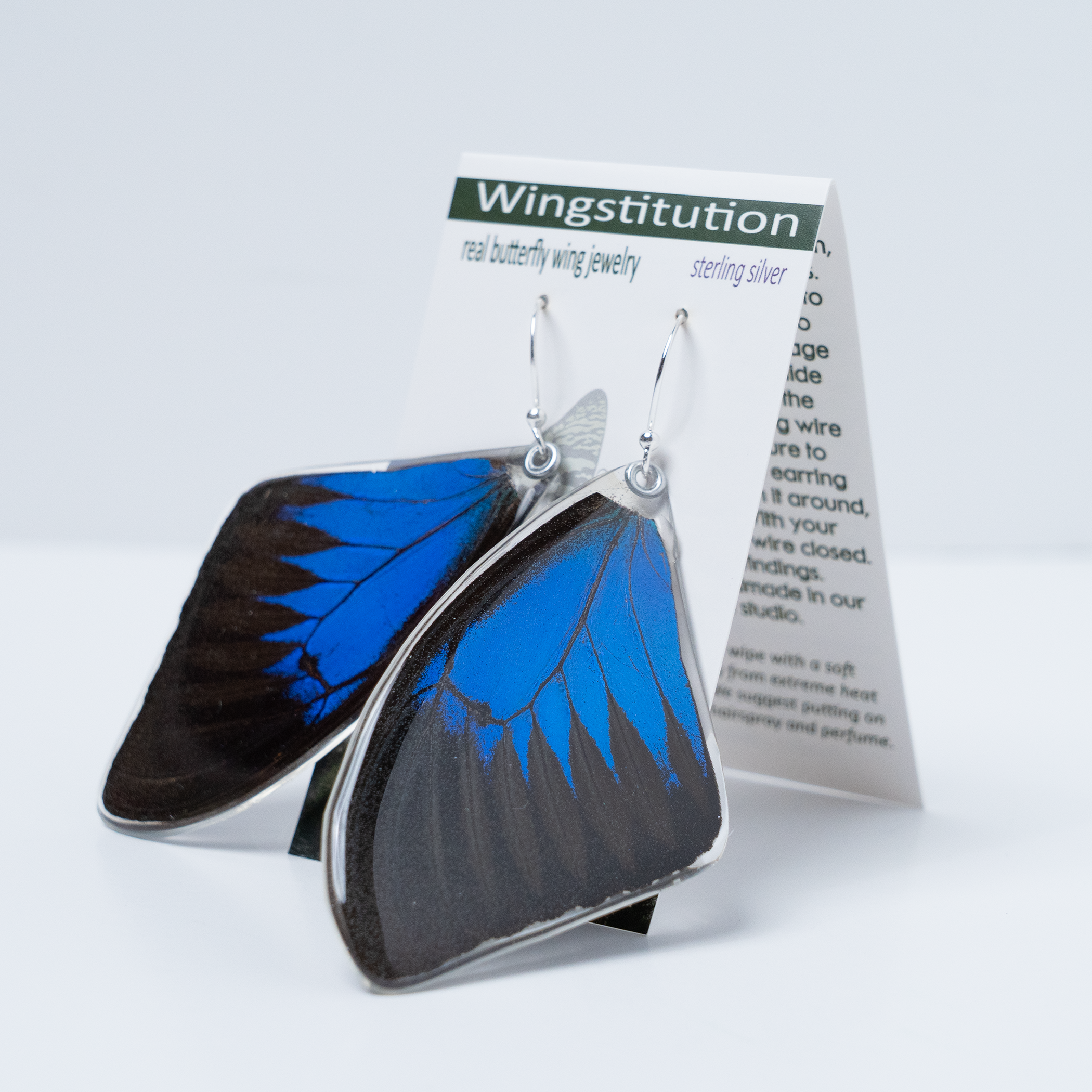 Papilio Ulysses Mountain Blue Swallowtail Butterfly Earrings