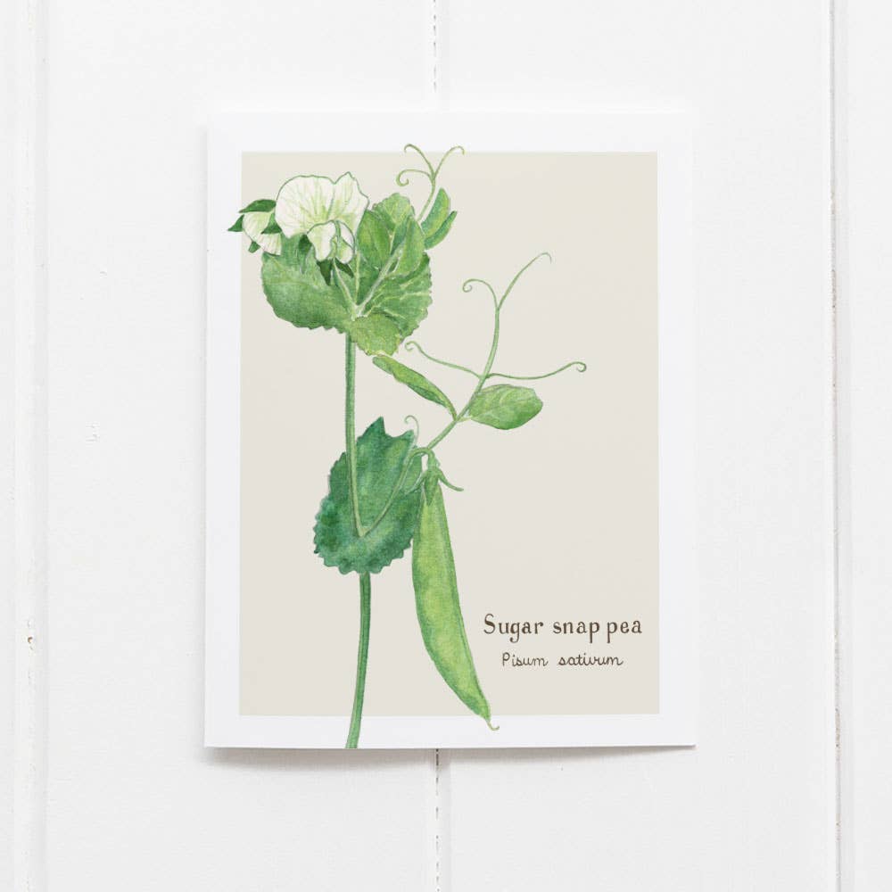 Sugar Snap Pea Card - Botanical Everyday Greeting Card