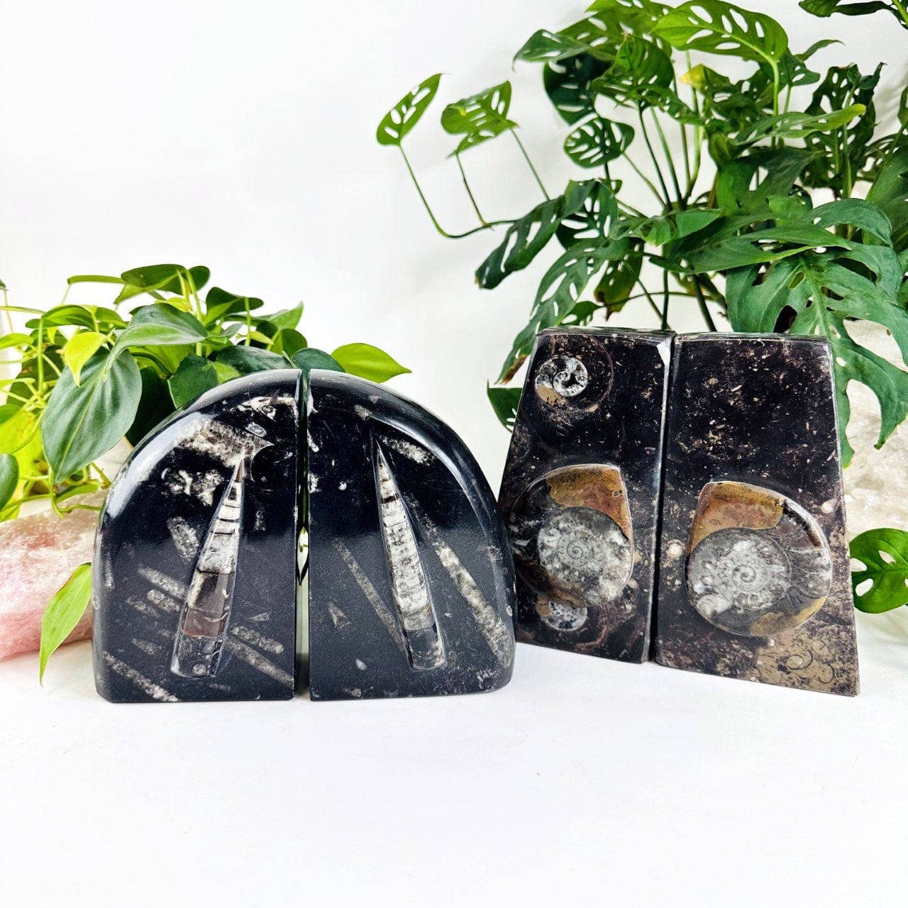 Orthoceras and Ammonite Fossil Bookends: Ammonite Black Rounded