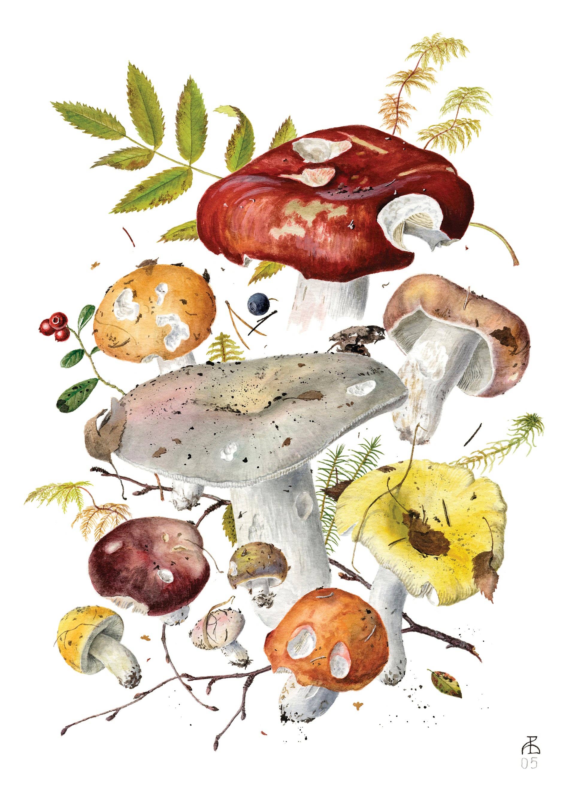 Mushrooms Cards