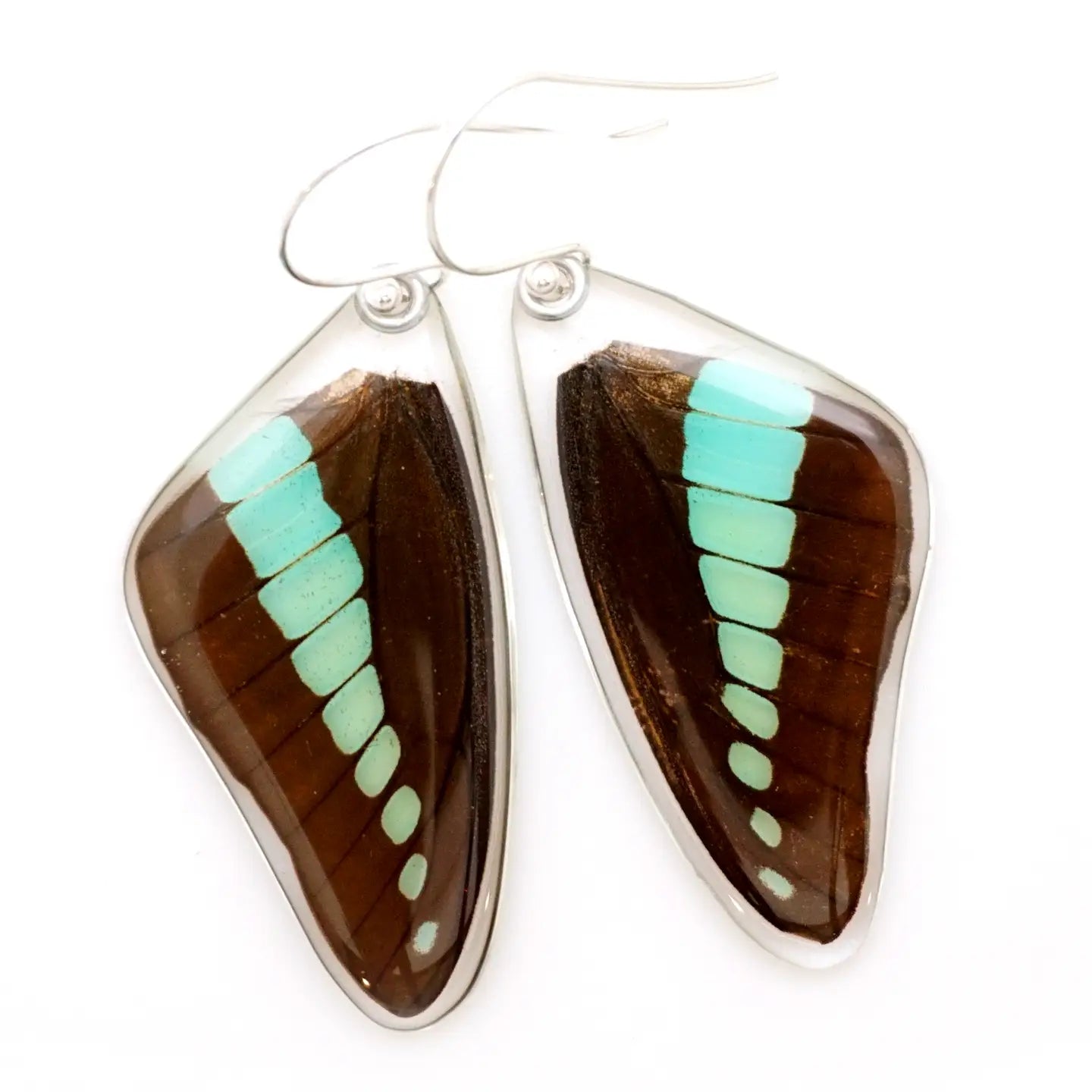Graphium Serpedon Bluebottle Butterfly