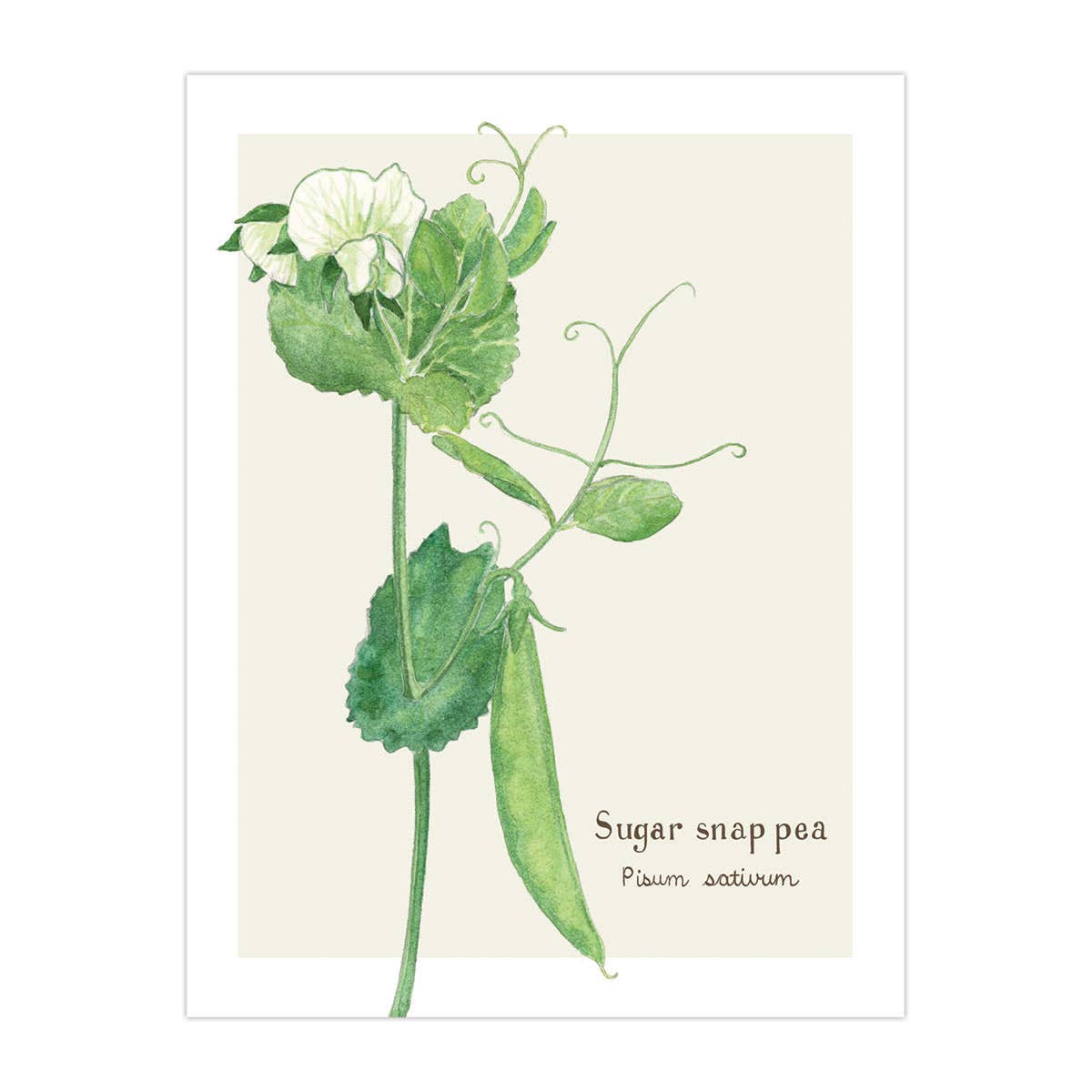Sugar Snap Pea Card - Botanical Everyday Greeting Card