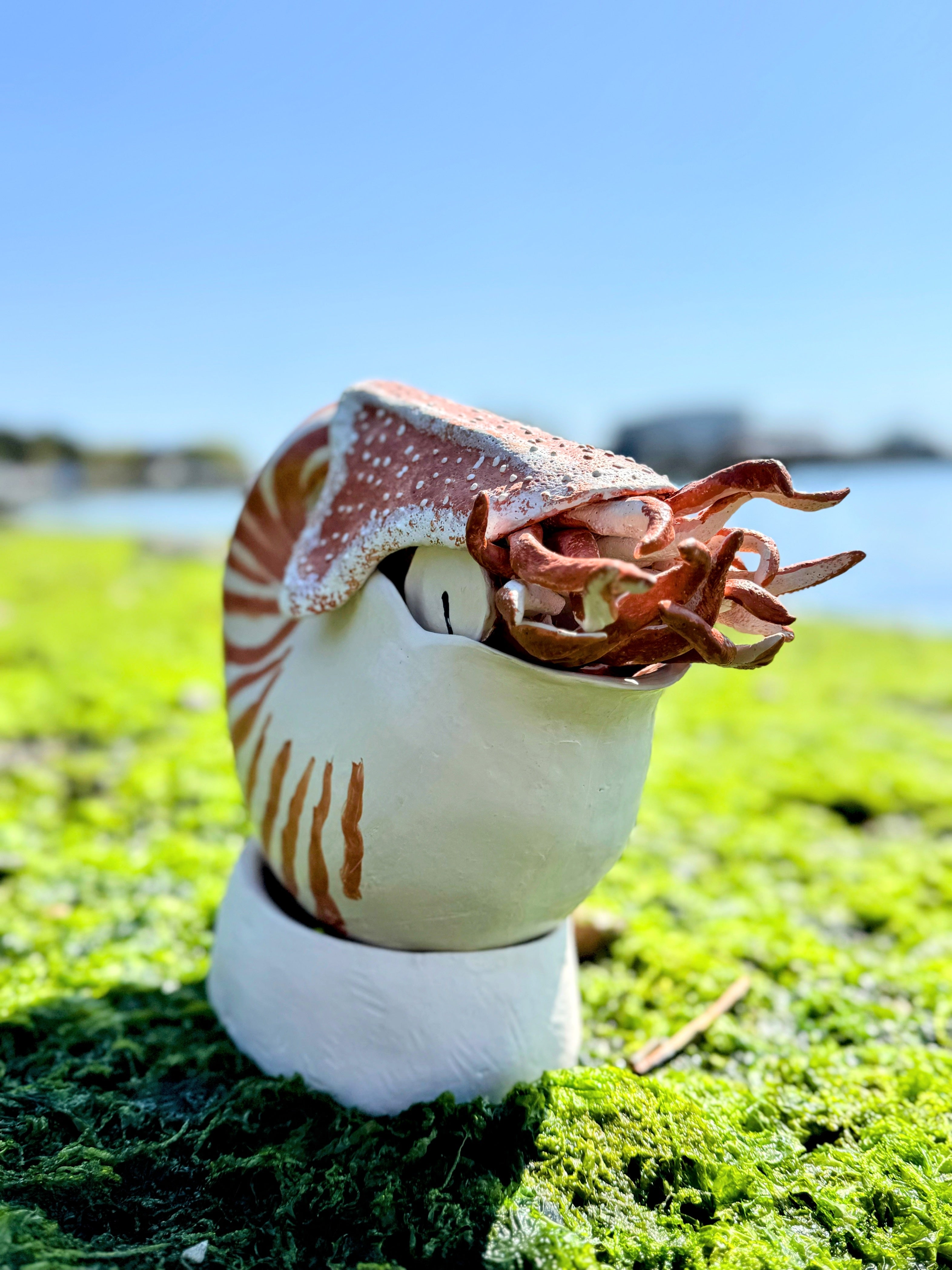 Nautilus