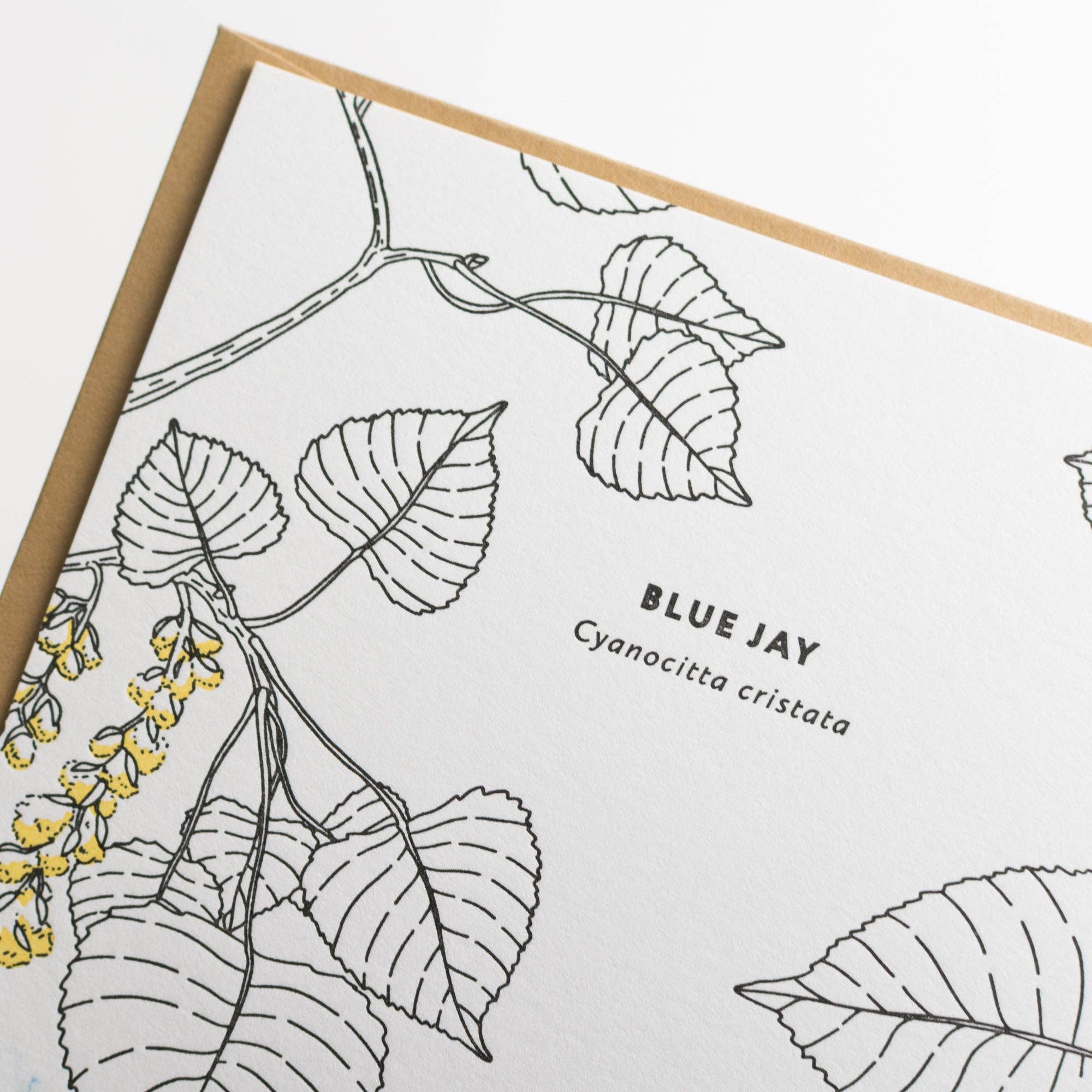 Card: Blue Jay Greeting Card - Nature Birds Collection: Single Card