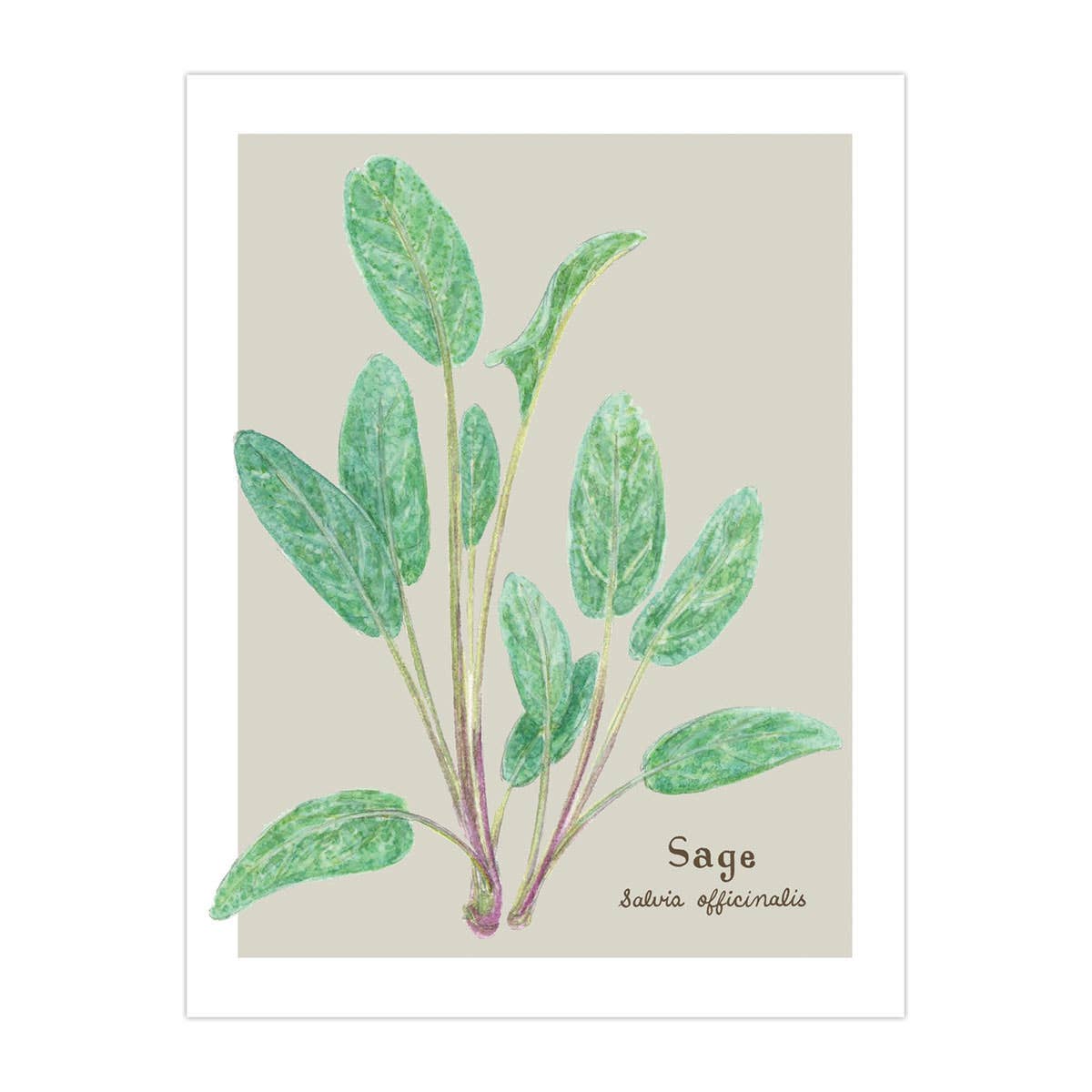 Sage Card - Botanical Herb - Everyday Greeting Card